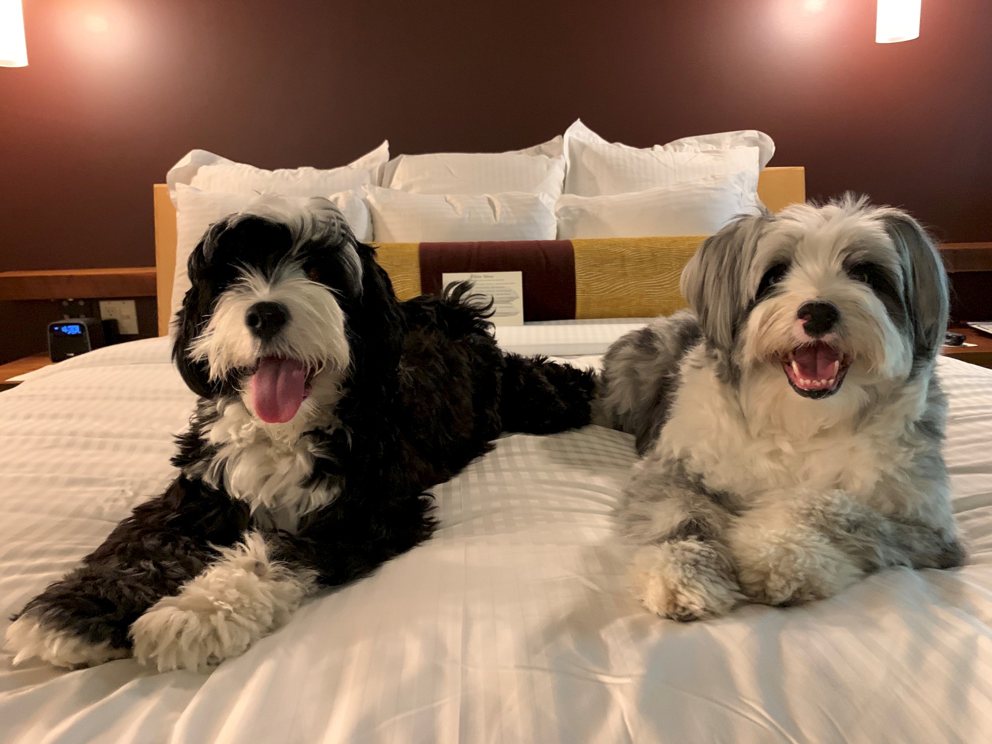 Two happy dogs are lying on a neatly made bed with white sheets and pillows, both looking at the camera.