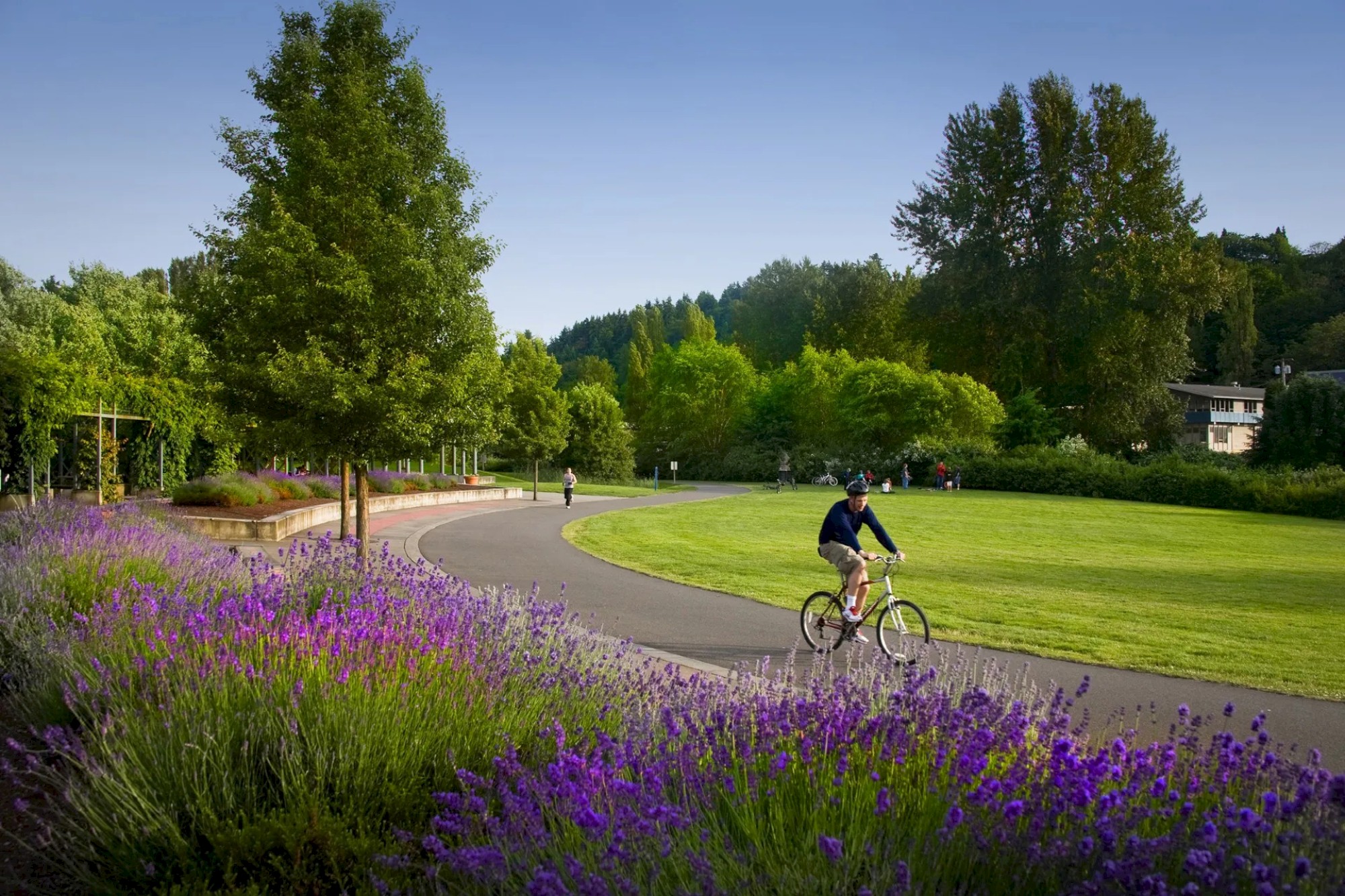 A person is riding a bike on a paved path through a park, surrounded by lush greenery and blooming lavender, under a clear blue sky.