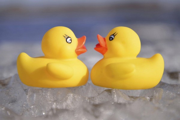 Two yellow rubber ducks face each other on a surface speckled with ice.