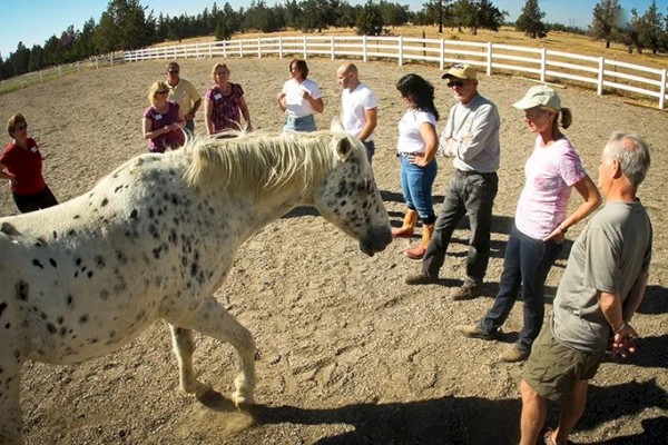 A group of people stand in a circle observing a white horse with black spots in an outdoor fenced area under a clear sky.