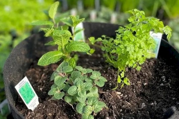 A black fabric pot containing various herb plants growing in soil with small plant markers, set against a background of greenery.