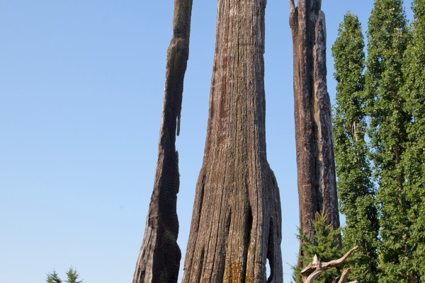 This image shows tall, weathered tree trunks surrounded by green vegetation under a clear blue sky.