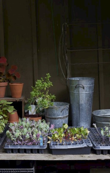 A gardening workstation with seedling trays, potted plants, watering cans, and bamboo sticks arranged on and around a wooden table.