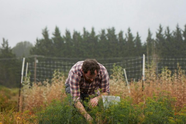 A person in a checkered shirt is tending to plants in a field, with a backdrop of trees and a foggy sky, suggesting a rural or farm setting.