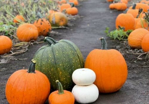 A pathway in a pumpkin patch with various sizes and colors of pumpkins, including orange, green, and white, scattered around on the ground.