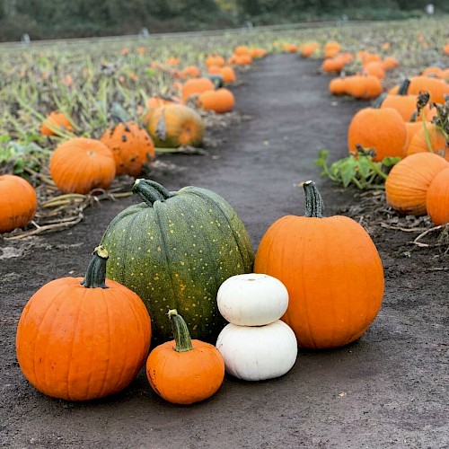 A pathway in a pumpkin patch with various sizes and colors of pumpkins, including orange, green, and white, scattered around on the ground.