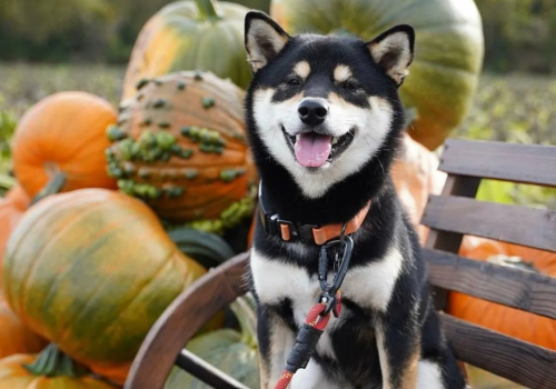 A happy dog is sitting on a bench outdoors, surrounded by a variety of pumpkins with trees in the background.