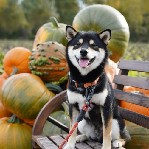 A happy dog is sitting on a bench outdoors, surrounded by a variety of pumpkins with trees in the background.