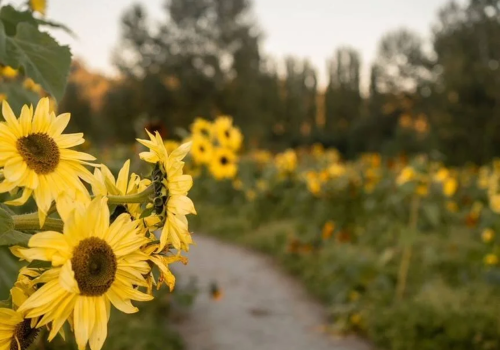 A dirt path winds through a lush field of vibrant sunflowers, with trees in the background and the sky transitioning to sunset or sunrise.