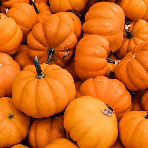 The image shows a large pile of small orange pumpkins, with slender green stems visible on some of them, forming a bright, festive display.